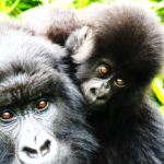Gorillas